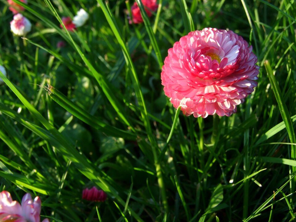 Flower pink grass