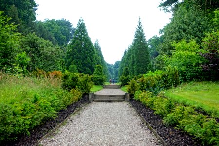 Wellingtonia Avenue - Biddulph Grange Garden - Staffordshire, England - DSC09218