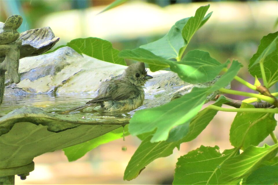 Birdbath cute wildlife