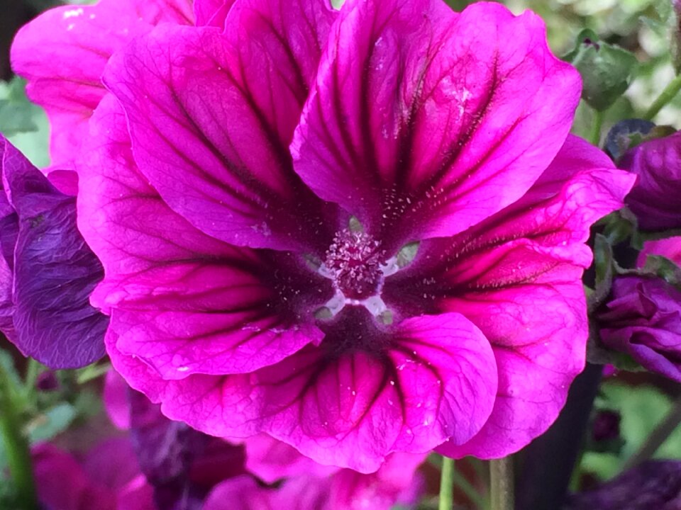 Purple flower close up nature photo