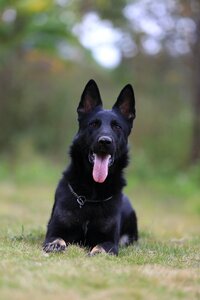 German shepherd black ddr loyalty photo