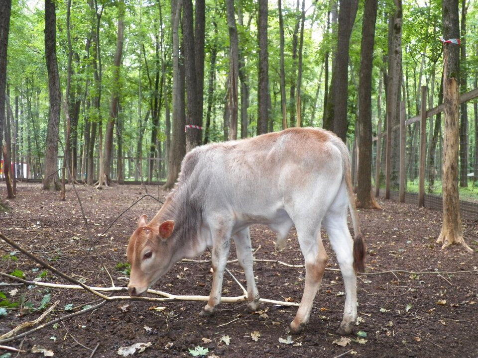 Wild tree animals
