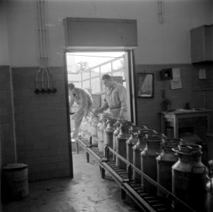 Werknemers van het melkbedrijf Tnuva van de Histadruth aan de lopende band, Bestanddeelnr 255-0214 photo