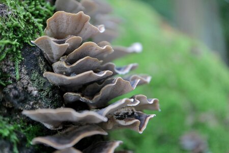 Nature dewdrop forest