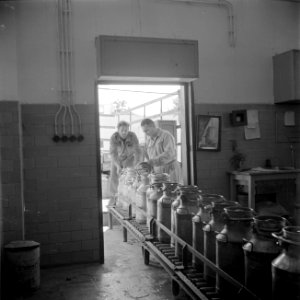 Werknemers van het melkbedrijf Tnuva van de Histadruth aan de lopende band met m, Bestanddeelnr 255-0213 photo