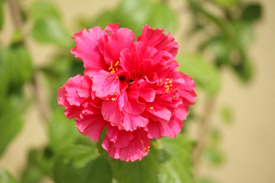 Flower hibiscus pink