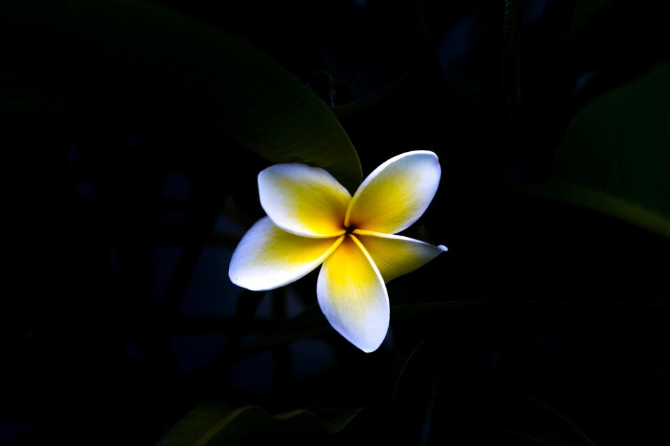 Flower white yellow