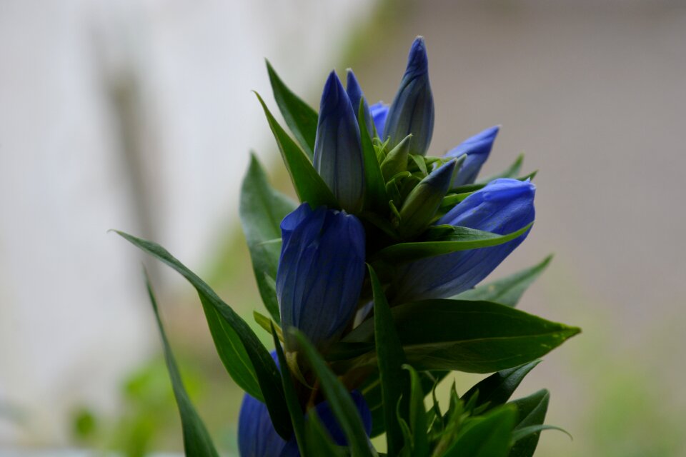 Plant gentian garden
