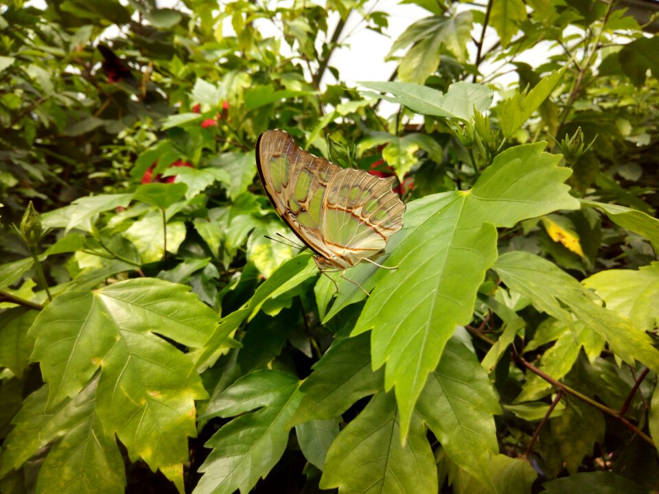 Butterfly garden nature