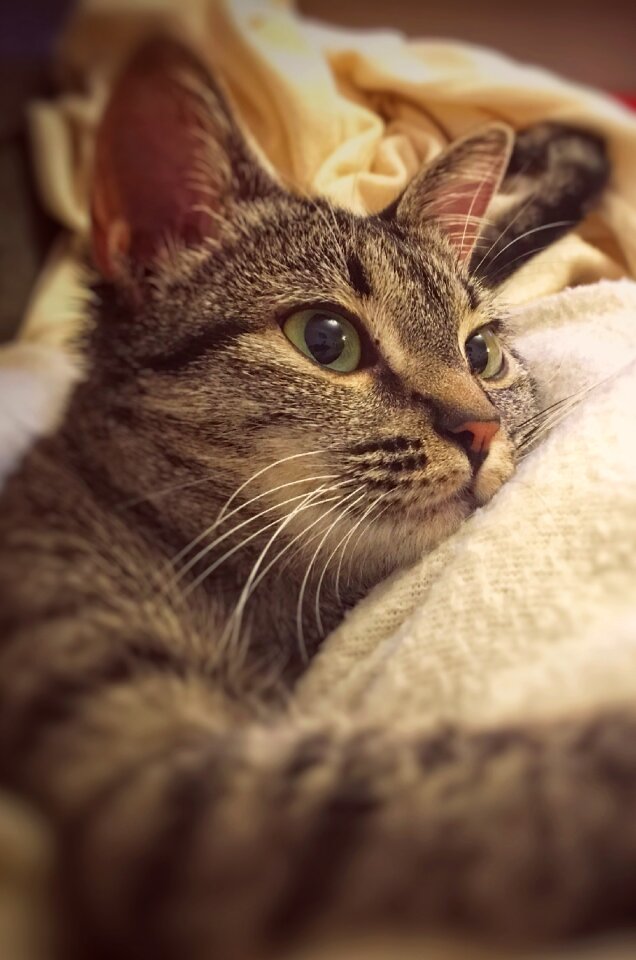 Relaxation cat lying tranquility
