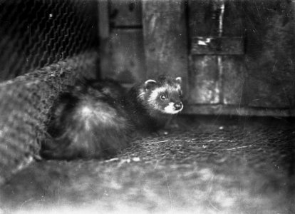 Weasel (1295073)