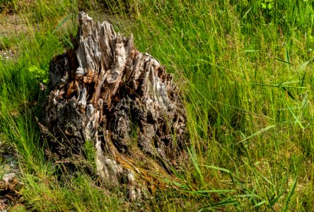 Weathered tree stump by the shore in Govik