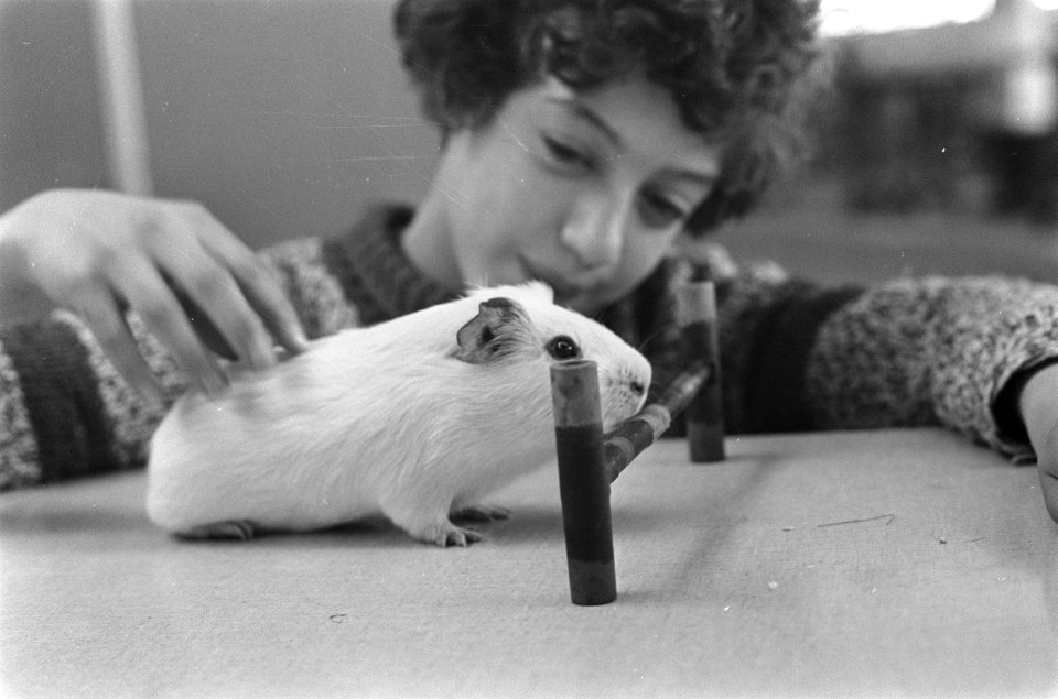 Wedstrijd Kind en Dier in de RAI meisje met een cavia, Bestanddeelnr 921-9303
