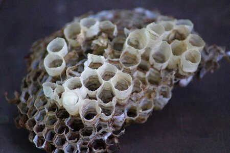 Honey comb empty brown