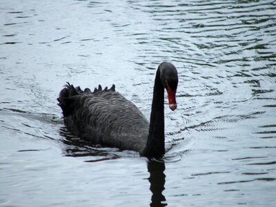 Zoo pilsen swan