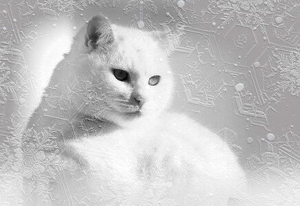 Eiskristalle black and white cat's eyes