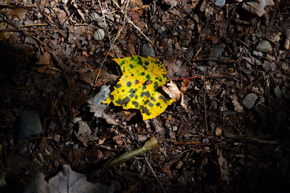 Floor sunlight yellow