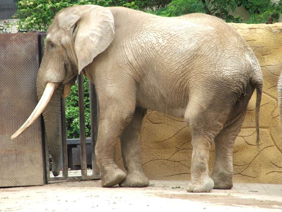 Zoo dvůr králové elephant