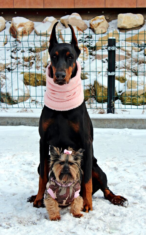 Dog friendship love