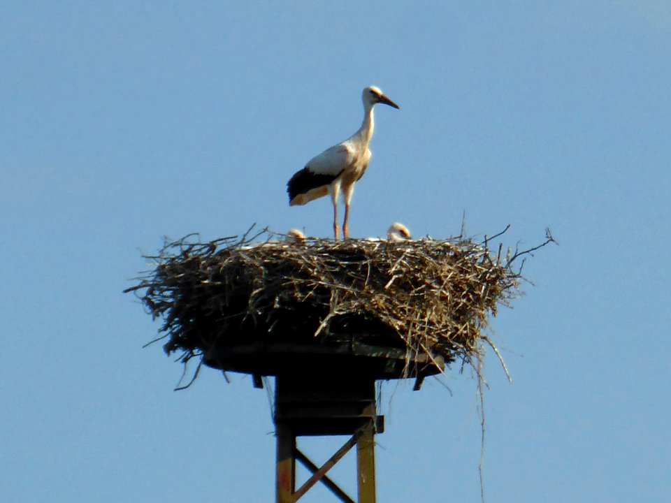 Wegenstedt Storch