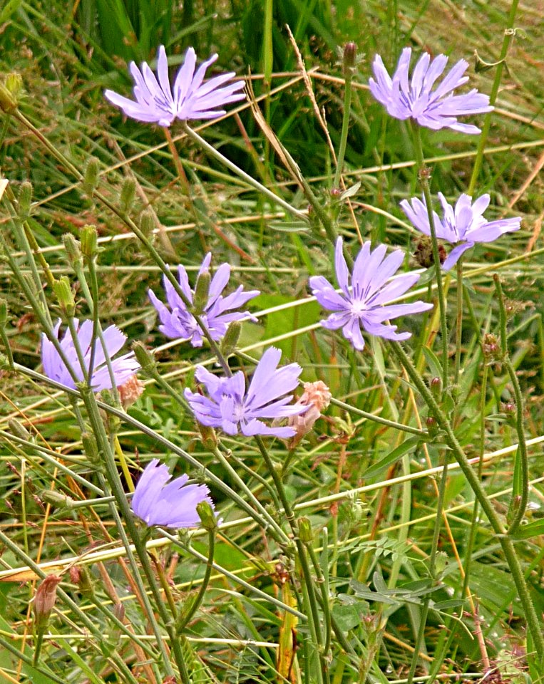Wegwarte Kohlbruck