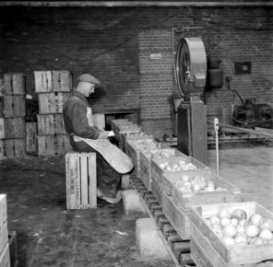 Wegen van kisten met appels op kwekerij de Olmenhorst in Abbenes, Bestanddeelnr 254-5342