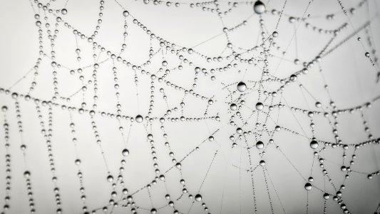 Webbed (155562019) photo