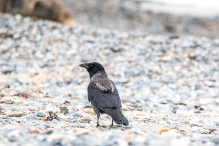 Crow plumage animal photo