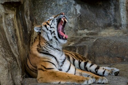 Zoo carnivores siberian tiger photo