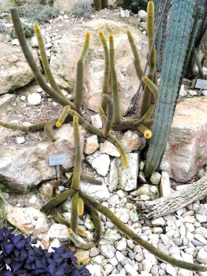 Weberbauerocereus sp. - Palmengarten Frankfurt - DSC01728