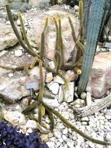 Weberbauerocereus sp. - Palmengarten Frankfurt - DSC01728