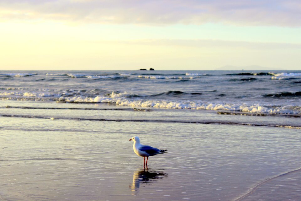 Seevogel water beach