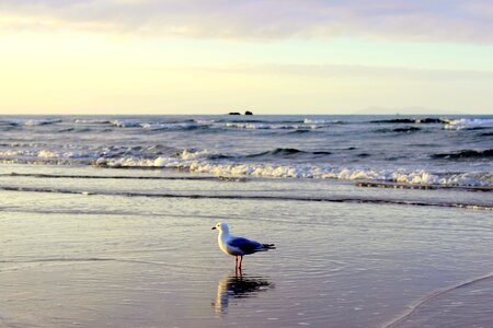 Seevogel water beach photo