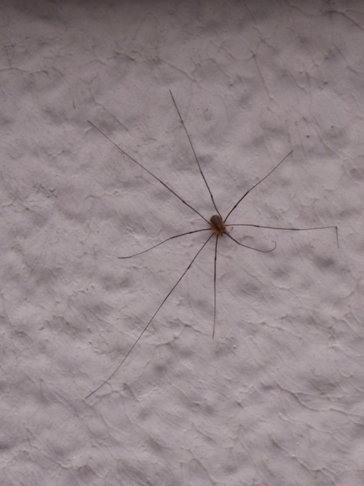 Weberknecht in Ruheposition auf Hauswand
