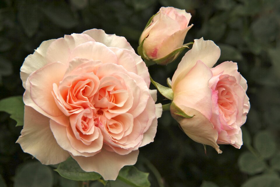 Rose perdita garden