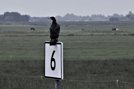 Animals plumage friesland