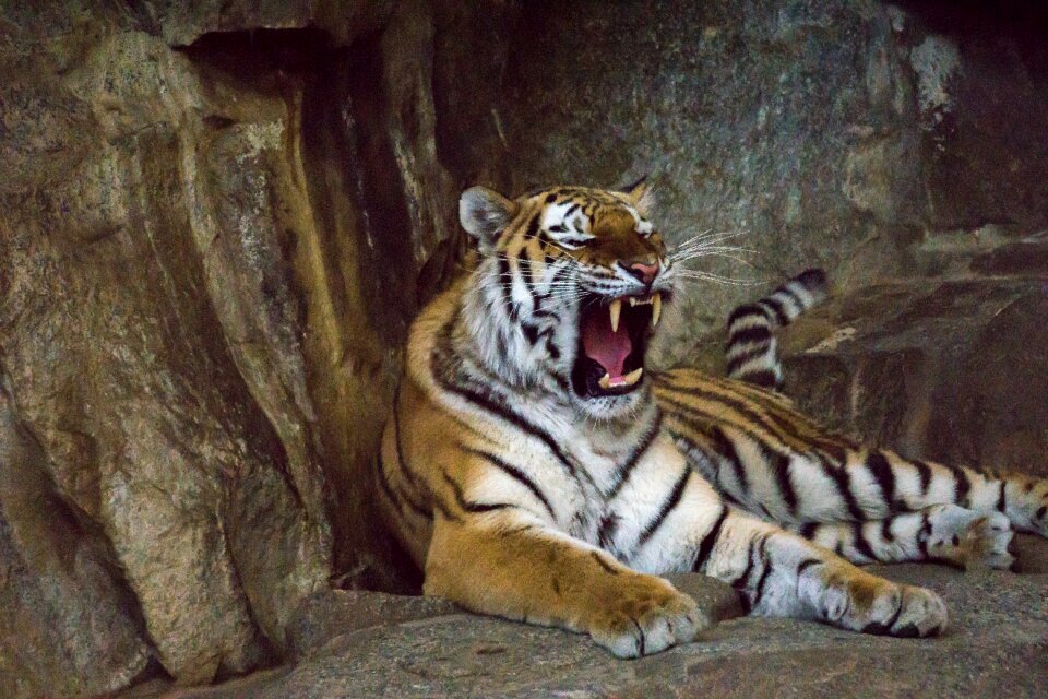 Big cat dangerous siberian tiger