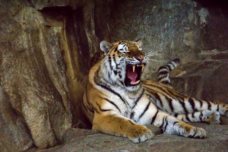 Big cat dangerous siberian tiger photo