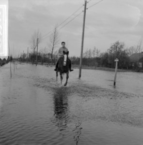 Wateroverlast in de Gelderse Vallei man op een paard dat door het water loopt, Bestanddeelnr 918-5506