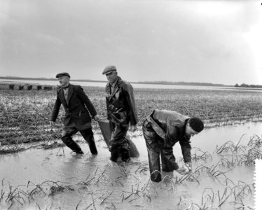 Wateroverlast in Noord Beveland ,, Bestanddeelnr 911-6689