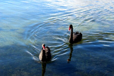 Lake animals nature