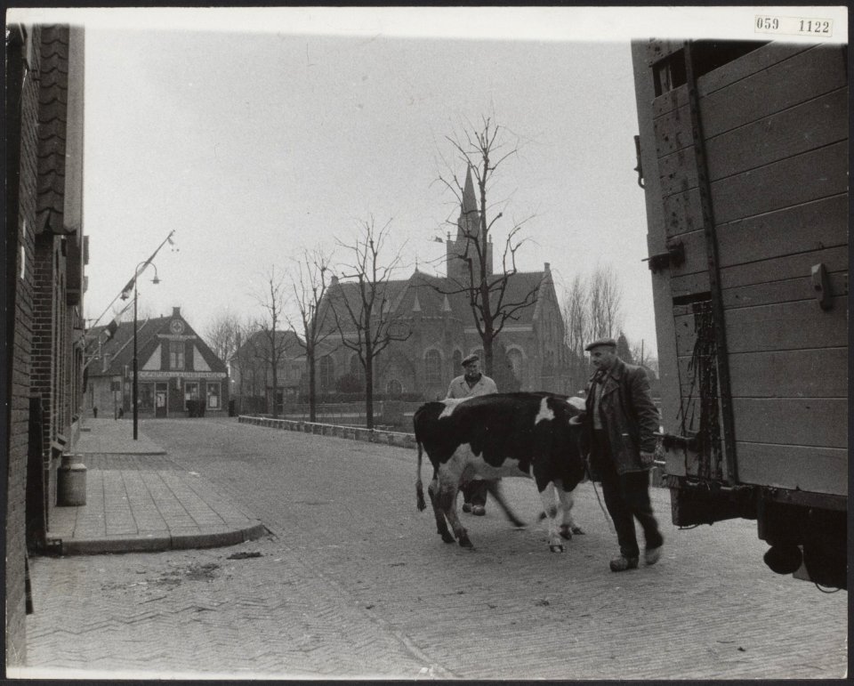 Watersnood 1953 Evacuatie van vee, Bestanddeelnr 059-1122