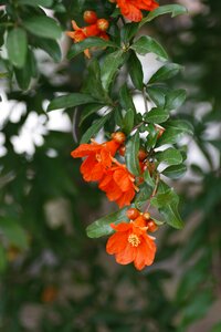 Pomegranate flower red fire