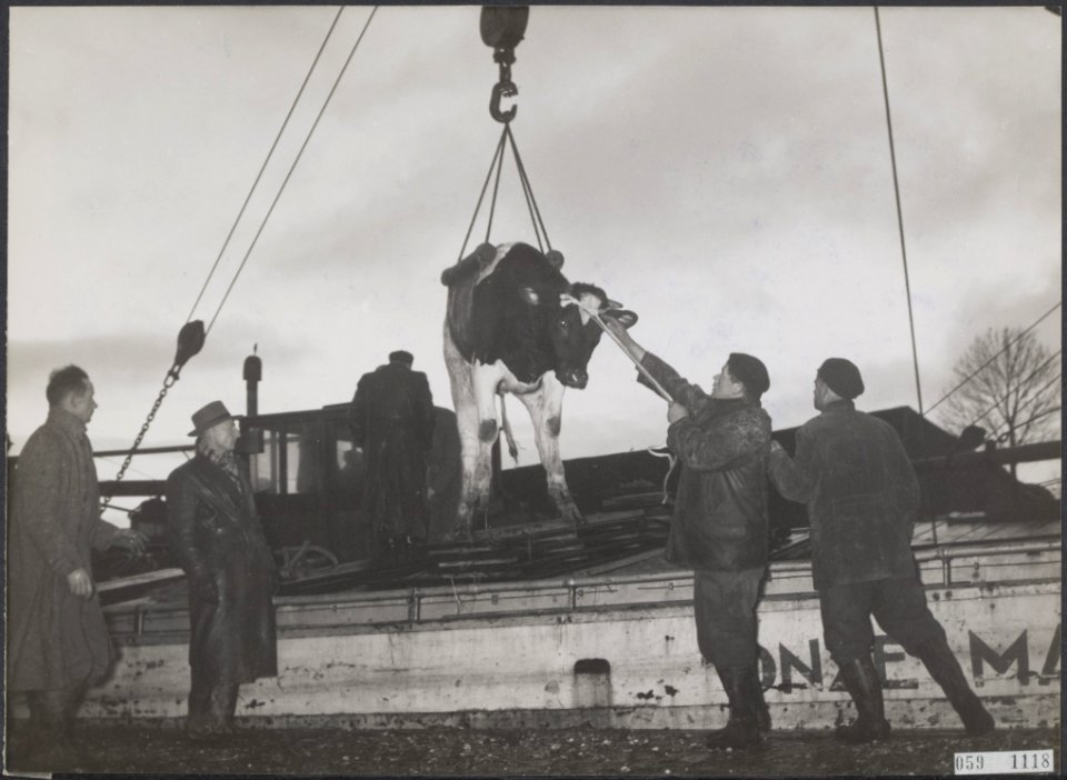 Watersnood 1953 Een koe wordt uit of in een schip geladen, Bestanddeelnr 059-1118