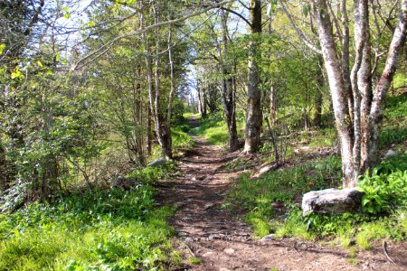 Waterrock Knob trail, May 2017 2