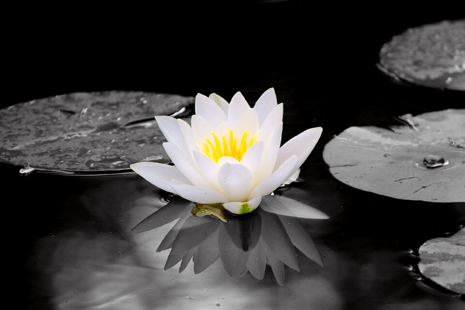 Flowers water water lilies