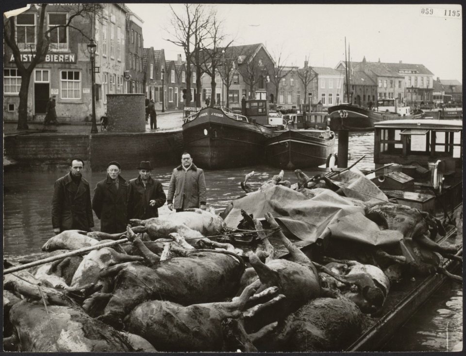 Watersnood 1953 Kadavers van runderen op schuit in de haven van Zierikzee, Bestanddeelnr 059-1195