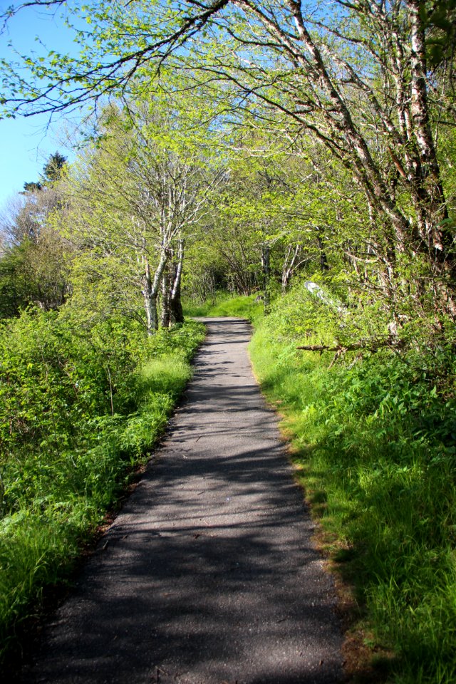 Waterrock Knob trail, May 2017 1