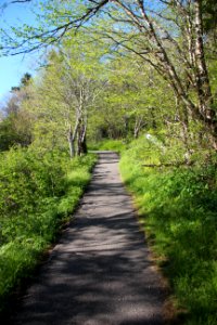 Waterrock Knob trail, May 2017 1