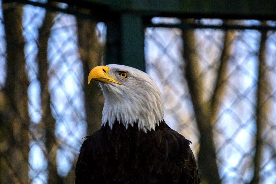Raptor coat of arms of bird close up